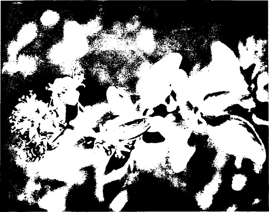 I I I I I I Εικόνα 5: Origanum vulgare ssp. hirtum 4. ΕΞΑΠΛΩΣΗ TOY ΓΕΝΟΥΣ O R IG A N U M Η ρίγανη, δεν είναι ένα είδος που συναντάται αποκλειστικά και μόνο στον Ελλαδικό χώρο.