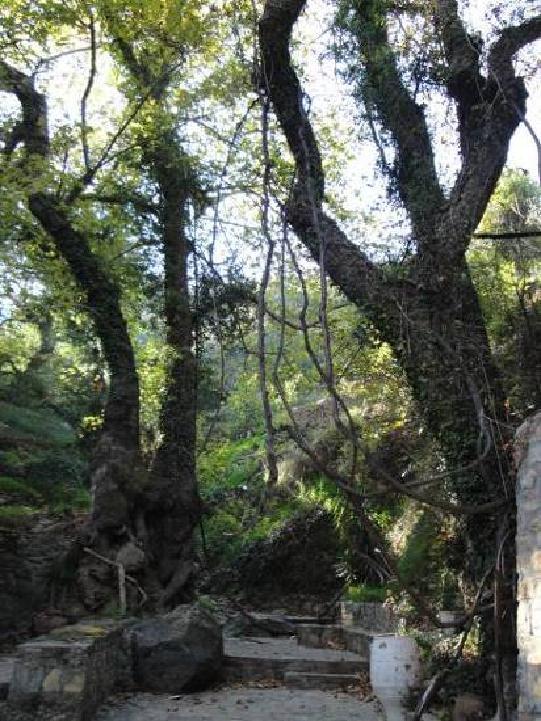 1. ΟΙΚΙΣΜΟΣ ΤΟΠΟΣ ΤΟΠΙΟ ΕΥΡΥΤΕΡΗ ΠΕΡΙΟΧΗ Ο οικισμός έχει αναπτυχθεί οργανικά σε δύο φυσικές πλαγιές υψομέτρου 400μ.