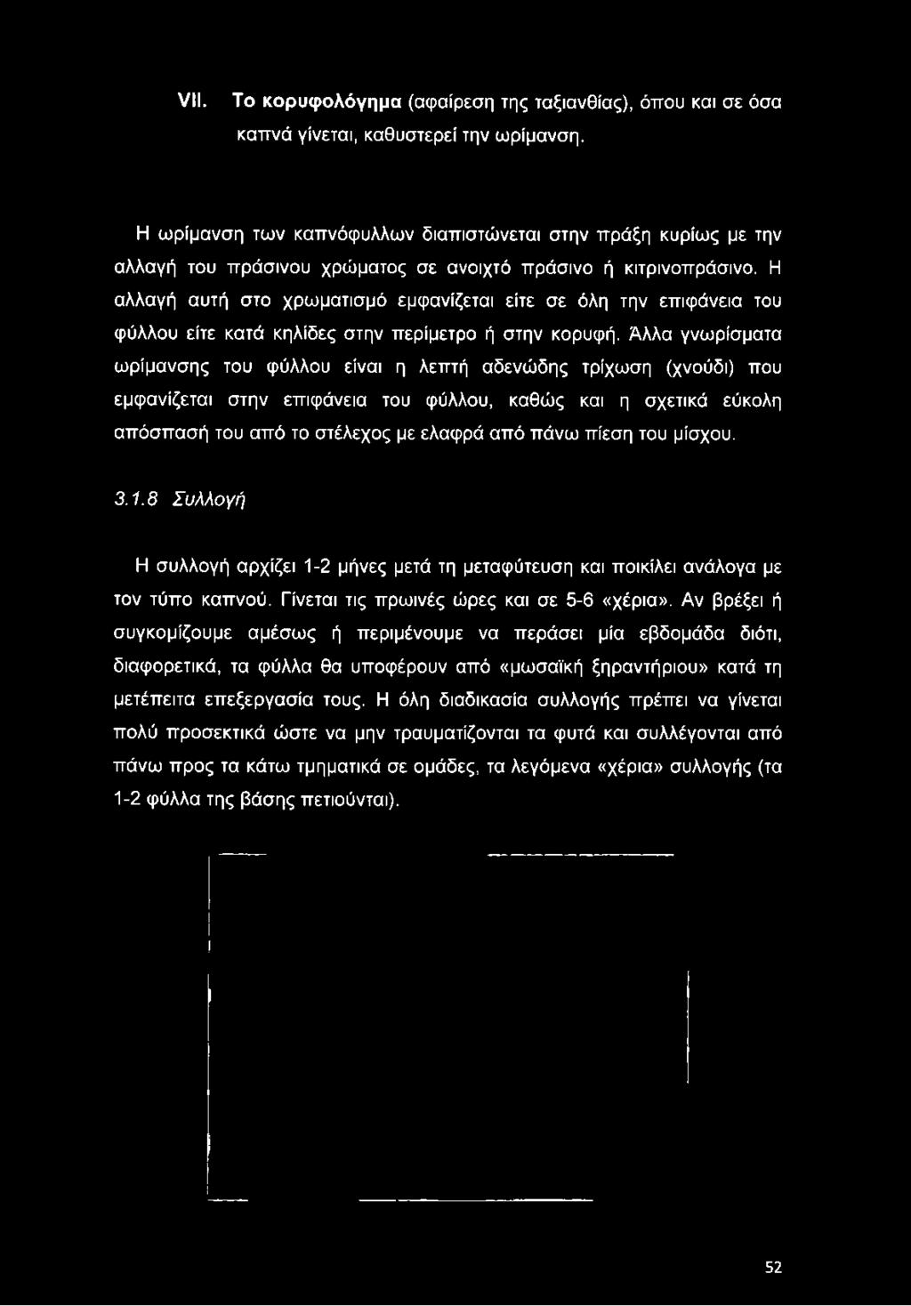 Η αλλαγή αυτή στο χρωματισμό εμφανίζεται είτε σε όλη την επιφάνεια του φύλλου είτε κατά κηλίδες στην περίμετρο ή στην κορυφή.