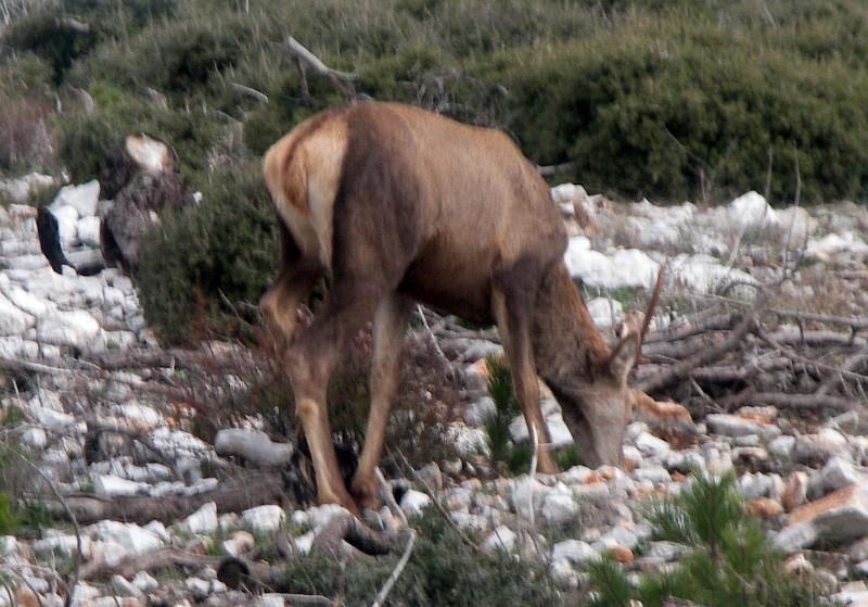 Είδαμε το κόκκινο ελάφι Το κόκκινο ελάφι είναι ο πρωταγωνιστής της πανίδας στον Εθνικό Δρυμό Πάρνηθας.