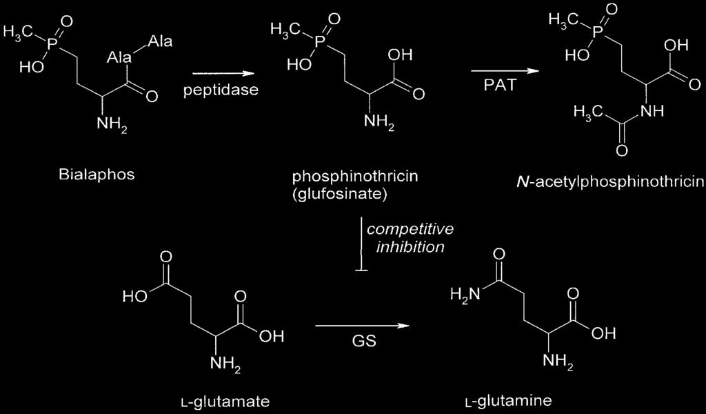 Ανθεκτικότητα στο glufosinate (phoshinopthricin)- BASTA bar / pat acetyltransferase Bialaphos