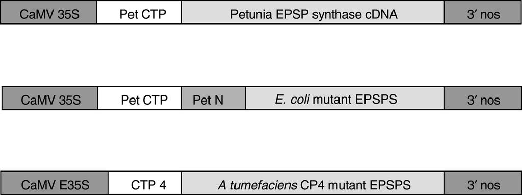 Ανθεκτικότητα στο glyphosate στρατηγική 2: υπερέκφραση μη τροποποιημένου φυτικού γονιδίου στρατηγική 3: υπερέκφραση τροποποιημένης πρωτεϊνης-στόχου Gly96Ala/ Pro101Ala Rice actin