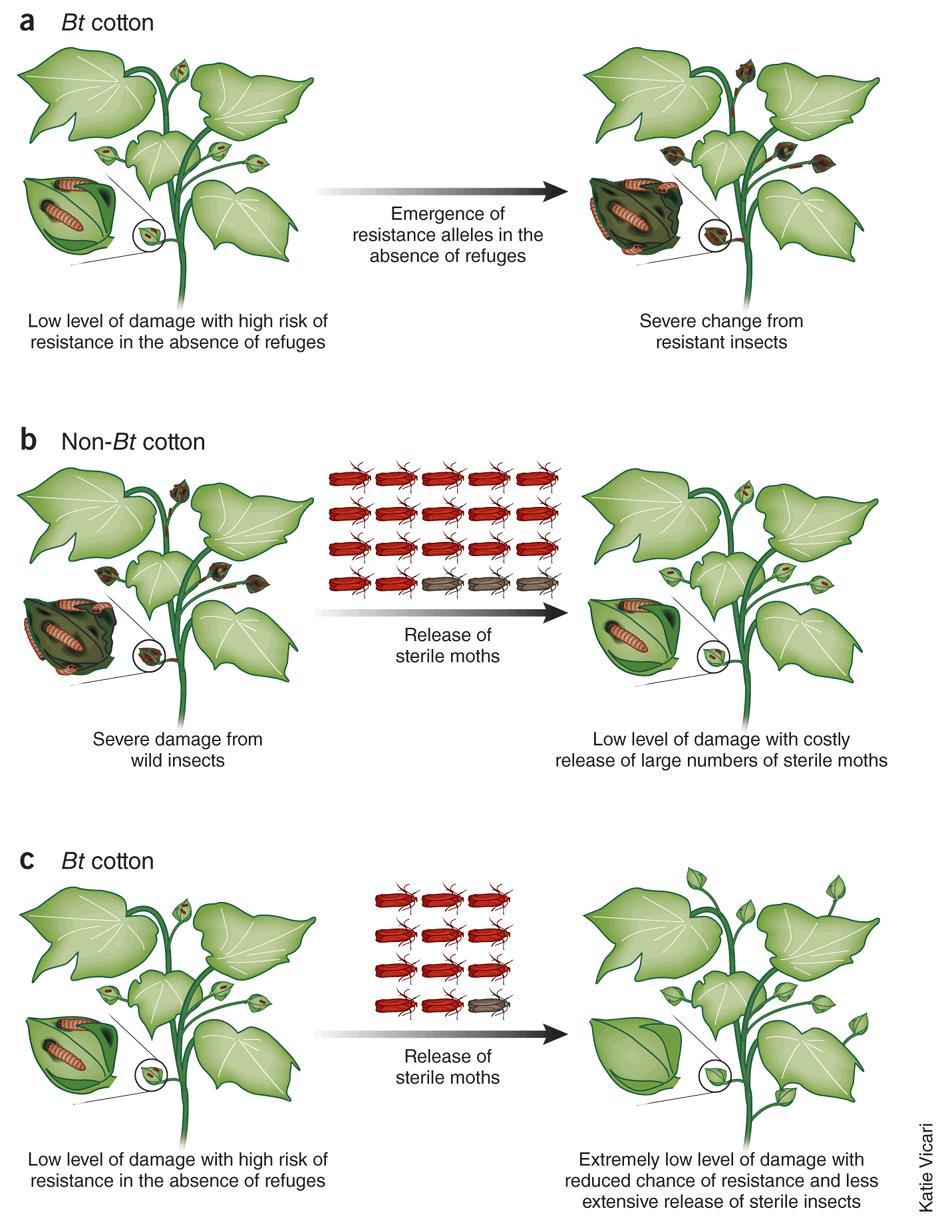 Use of SIT together with transgenic cotton expressing the Bt transgene suppresses the growth of the pink