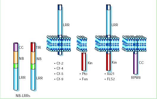 Γονίδια ανθεκτικότητας R και αντίδραση υπερευαισθησίας HR HR: τοπική