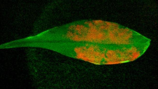 Τhe incorporation of synthetic nanoparticles into plants can enhance photosynthesis and transform