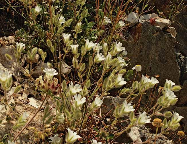 crinitum από τα Ακαρνανικά