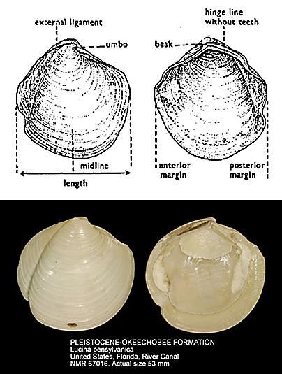 Pholadacea  24