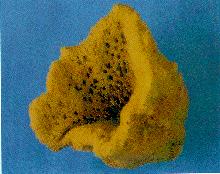 Spongia officinalis (Linnaeus, 1759) θνηλ.: Ψηιό ή κειάζε Οικ.: Spongidae. Το πιο όμορφο και γνωστό είδος σφουγγαριού είναι ο σπόγγος του μπάνιου. Το λένε και Φίνο. Είναι ο Αχίλλειος των αρχαίων.