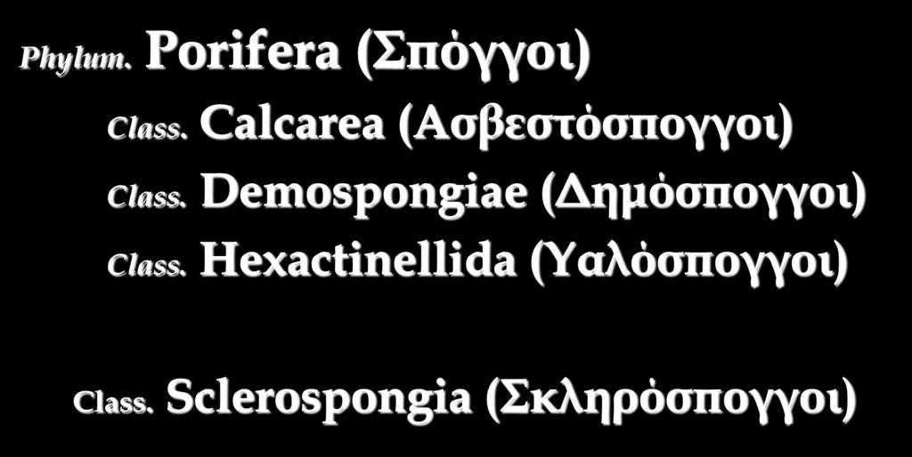 Σαξινόμηση Phylum. Porifera (πόγγοι) Class. Calcarea (Ασβεστόσπογγοι) Class.