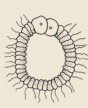 Poriferan larval forms