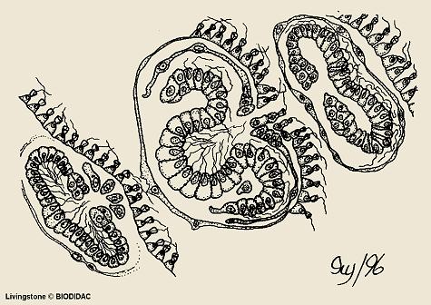 Poriferan larval forms Αλαζηξνθή ζρεκαηηζκόο