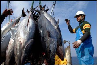 3.Αλιεία Η αλιεία είναι σημαντικός παράγοντας της οικονομικής ανάπτυξης των Σκανδιναβικών Χωρών, επειδή γύρω τους οι θάλασσες είναι γεμάτες