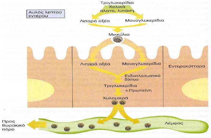 Εικόνα 2.1. Στάδια πέψης και απορρόφησης των τριακυλογλυκερολών της τροφής (69). 1.1.2 Μεταβολισµός χυλοµικρών και υπολειµµάτων χυλοµικρών Όταν τα CM εξέρχονται στην κυκλοφορία του αίµατος αποκτούν πολύ γρήγορα apoc-ii (Εικόνα 2.