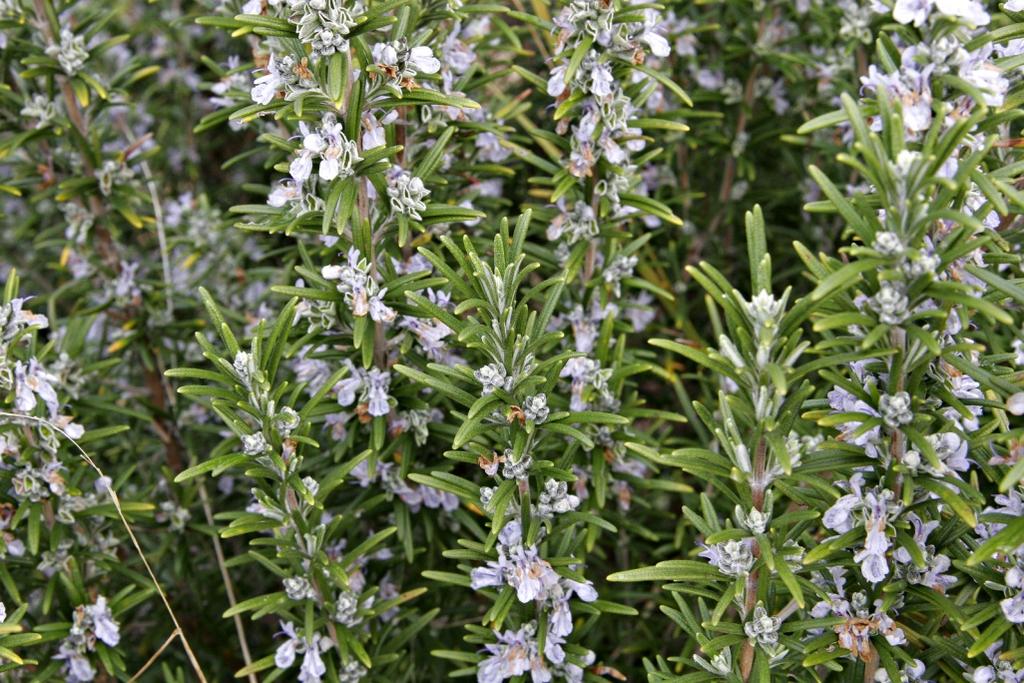 Rosmarinus officinalis (δενδρολίβανο) Συστατικά: rosmarinic acid, carnosic acid Αντιφλεγμονώδης, αντιμικροβιακή δράση Ενίσχυση της σύνθεσης NGF σε κύτταρα γλοίας