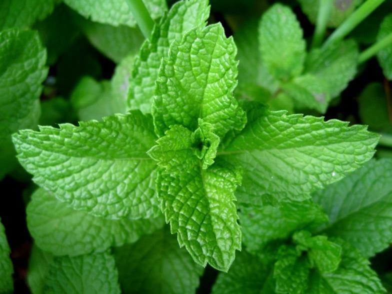 Mentha piperita (δυόσμος) Menthol Αντισπασμωδική δράση σε μοντέλα MES,