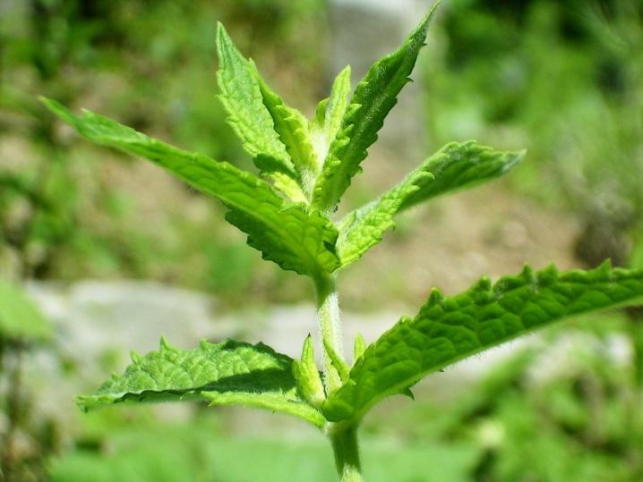 Mentha spicata (μέντα) Piperitone piperitenone (δεν υπάρχουν δεδομένα)