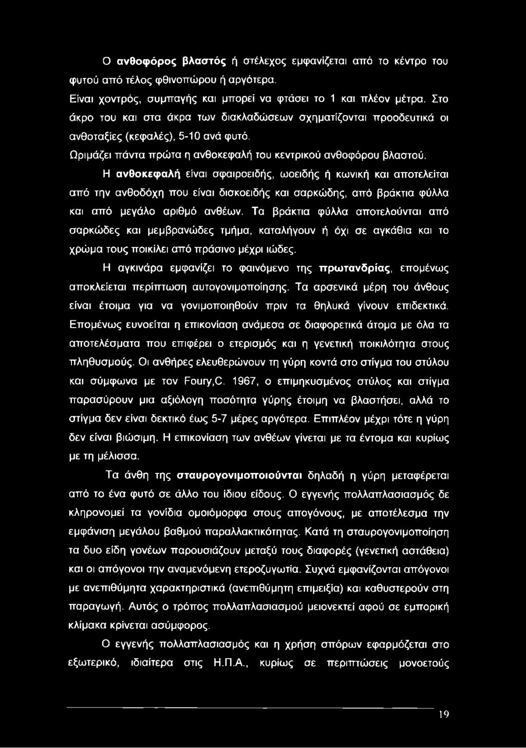 Η ανθοκεφαλή είναι σφαιροειδής, ωοειδής ή κωνική και αποτελείται από την ανθοδόχη που είναι δισκοειδής και σαρκώδης, από βράκτια φύλλα και από μεγάλο αριθμό ανθέων.