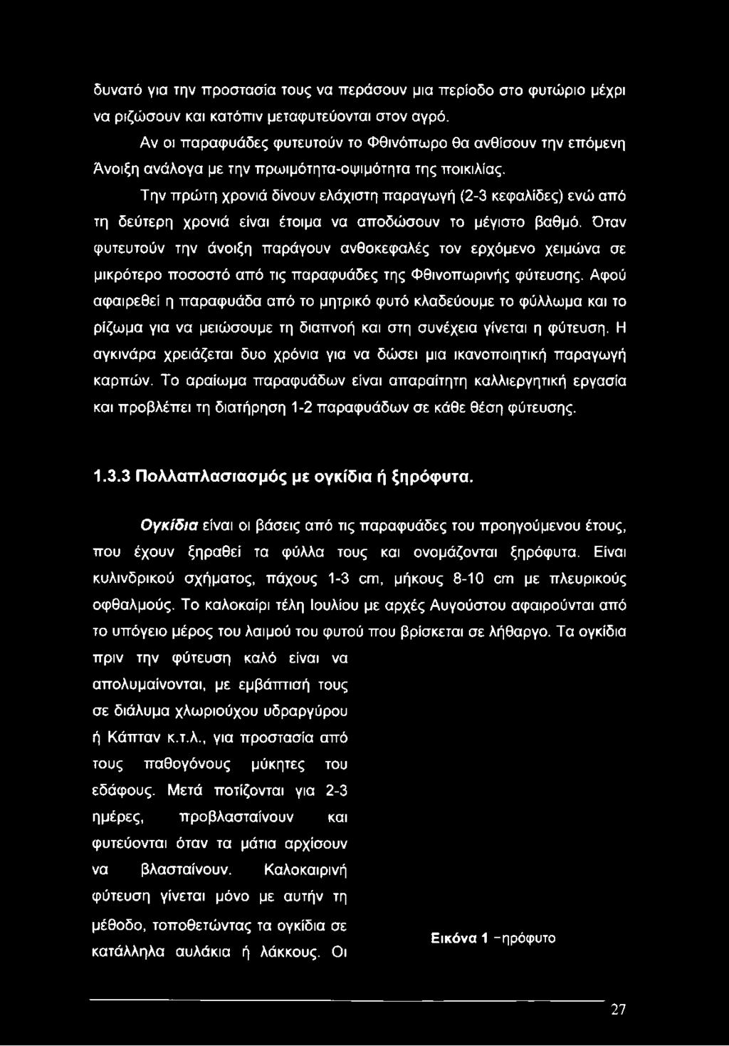 Την πρώτη χρονιά δίνουν ελάχιστη παραγωγή (2-3 κεφαλίδες) ενώ από τη δεύτερη χρονιά είναι έτοιμα να αποδώσουν το μέγιστο βαθμό.