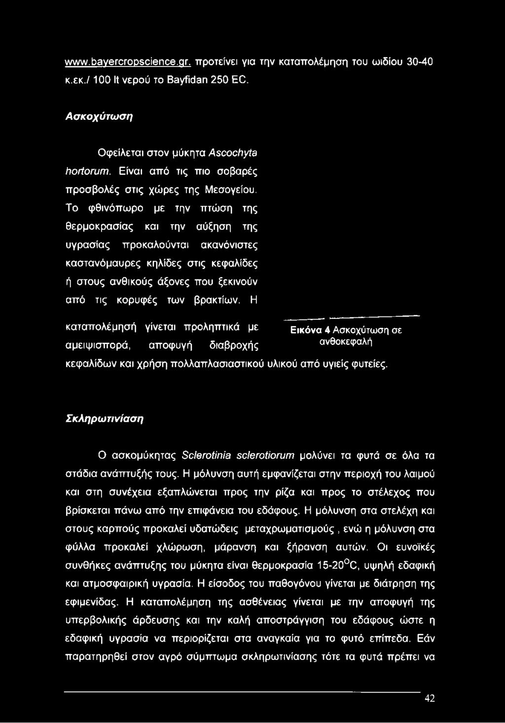 Το φθινόπωρο με την πτώση της θερμοκρασίας και την αύξηση της υγρασίας προκαλούνται ακανόνιστες καστανόμαυρες κηλίδες στις κεφαλίδες ή στους ανθικούς άξονες που ξεκινούν από τις κορυφές των βρακτίων.