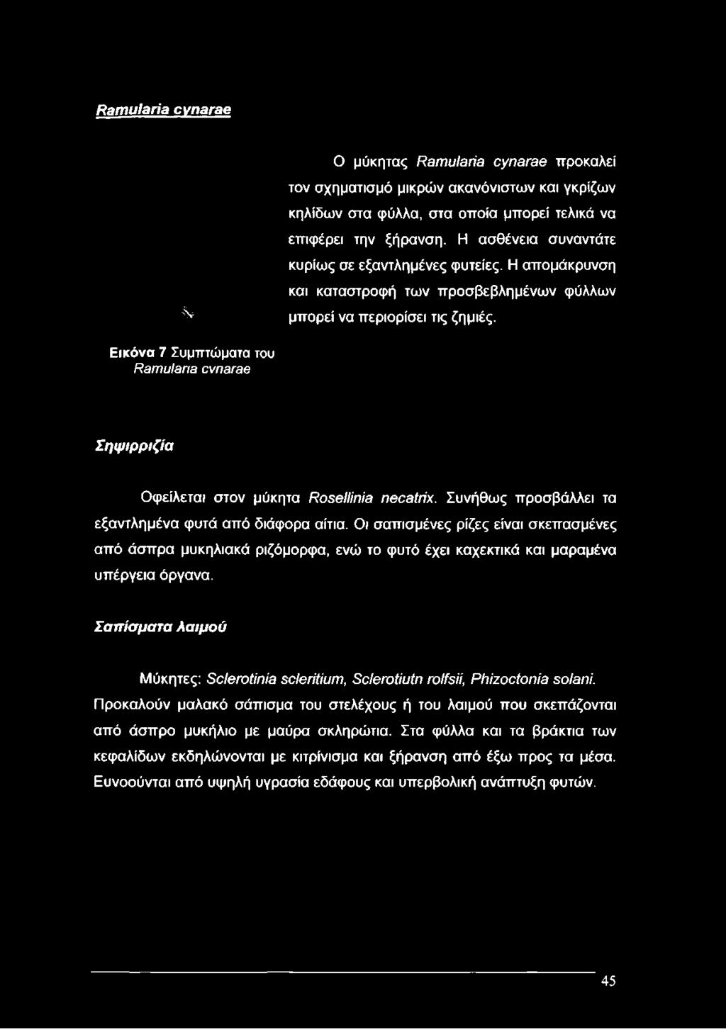 Εικόνα 7 Συμπτώματα του Ρ β η ιυ Ιθ η β ο νηβίβ β Σηψ ιρριζία Οφείλεται στον μύκητα Rosellinia necatrix.