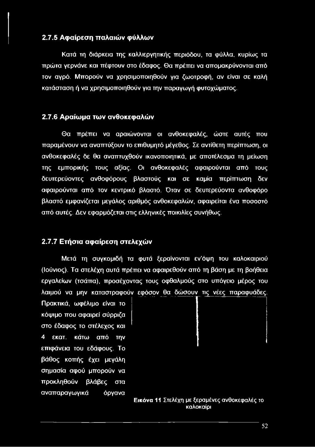 6 Αραίωμα των ανθοκεφαλών Θα πρέπει να αραιώνονται οι ανθοκεφαλές, ώστε αυτές που παραμένουν να αναπτύξουν το επιθυμητό μέγεθος.