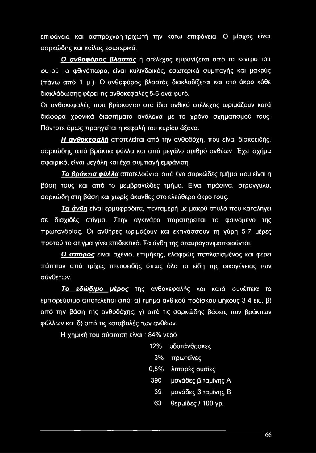 Ο ανθοφόρος βλαστός διακλαδίζεται και στο άκρο κάθε διακλάδωσης φέρει τις ανθοκεφαλές 5-6 ανά φυτό.