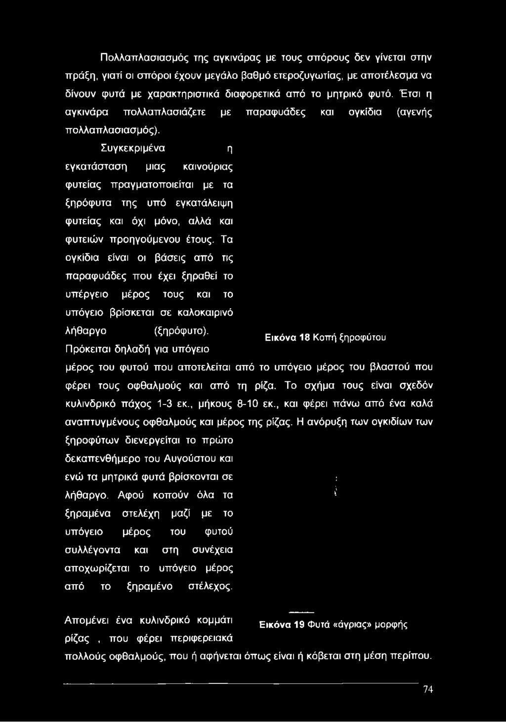 Συγκεκριμένα η εγκατάσταση μιας καινούριας φυτείας πραγματοποιείται με τα ξηρόφυτα της υπό εγκατάλειψη φυτείας και όχι μόνο, αλλά και φυτειών προηγούμενου έτους.