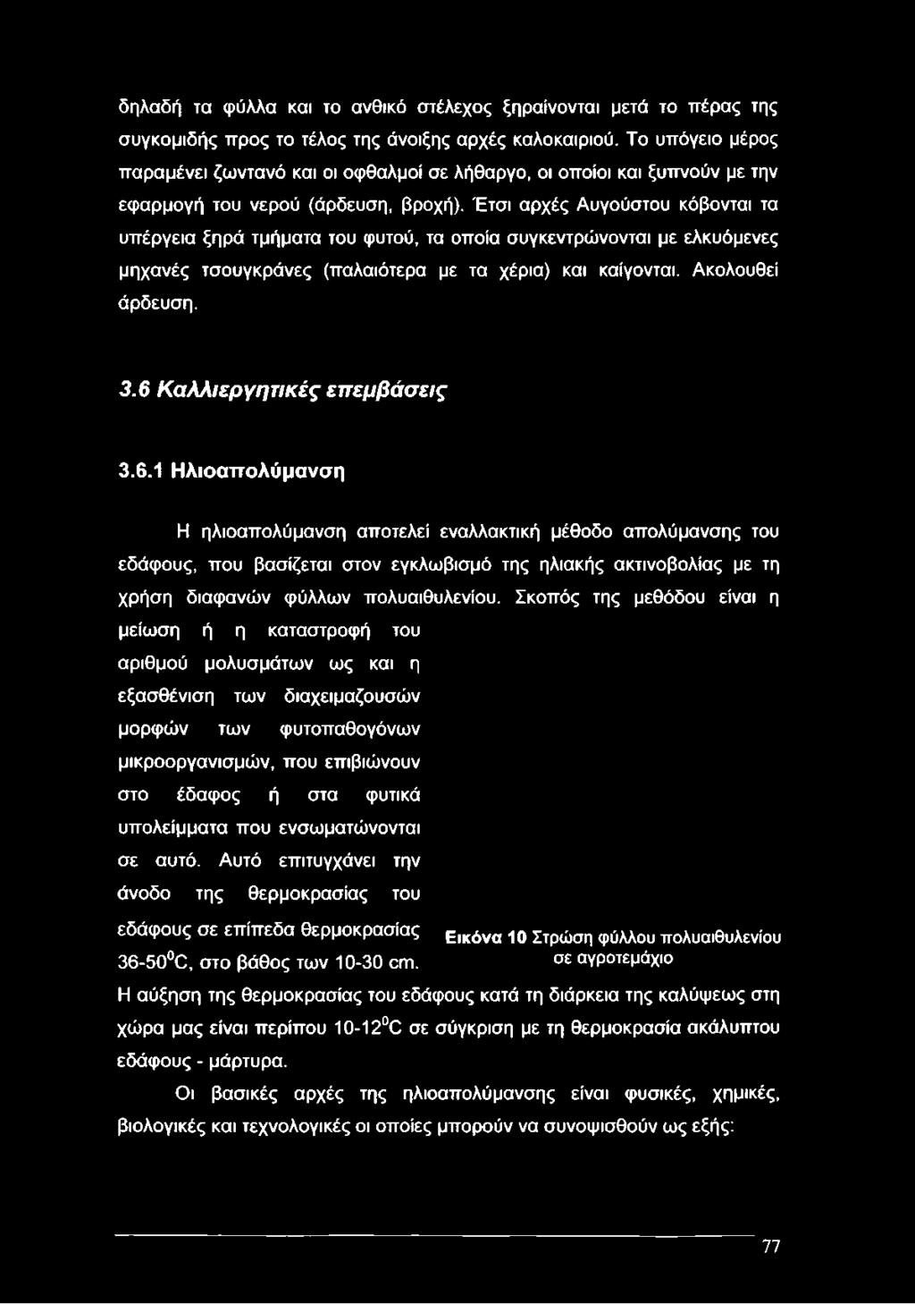 Έτσι αρχές Αυγούστου κόβονται τα υπέργεια ξηρά τμήματα του φυτού, τα οποία συγκεντρώνονται με ελκυόμενες μηχανές τσουγκράνες (παλαιότερα με τα χέρια) και καίγονται. Ακολουθεί άρδευση. 3.