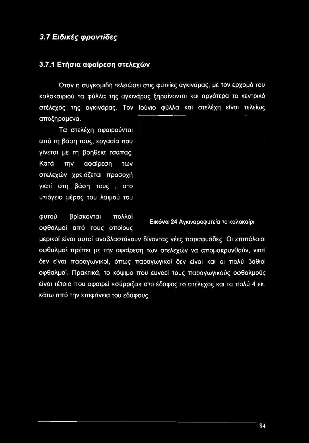 Τα στελέχη αφαιρούνται από τη βάση τους, εργασία που γίνεται με τη βοήθεια τσάπας.