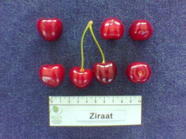 ZIRAAT Συνώνυµα: Zero 900, 0900 Ziraat, Ziraat 0900. Γενικά: Κόκκινη, ηµιτραγανή ποικιλία, µεσοόψιµης εποχής ωρίµανσης, µε πολύ µεγάλο µέγεθος καρπού.