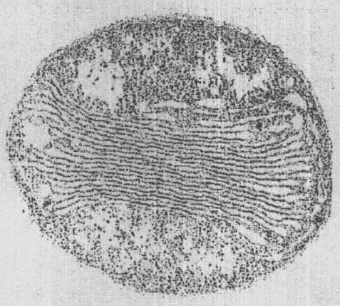 Nitrobacter winogradskyi (διάμετρος κυττάρου 0,7