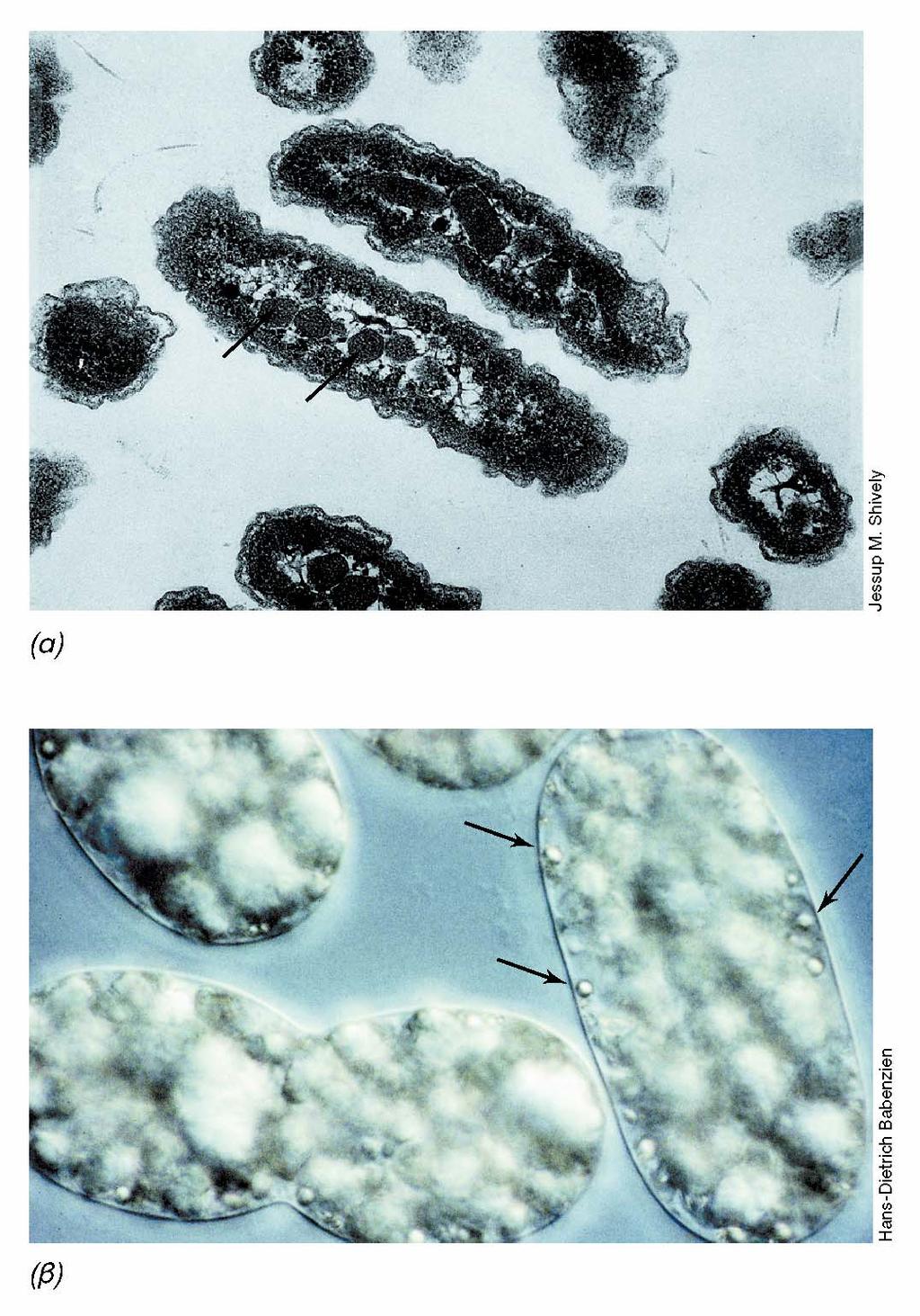 BIOΛOΓIA TΩN