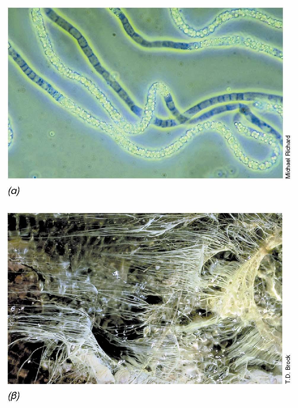 BIOΛOΓIA TΩN