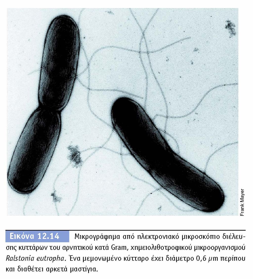 BIOΛOΓIA TΩN MIKPOOPΓANIΣMΩN