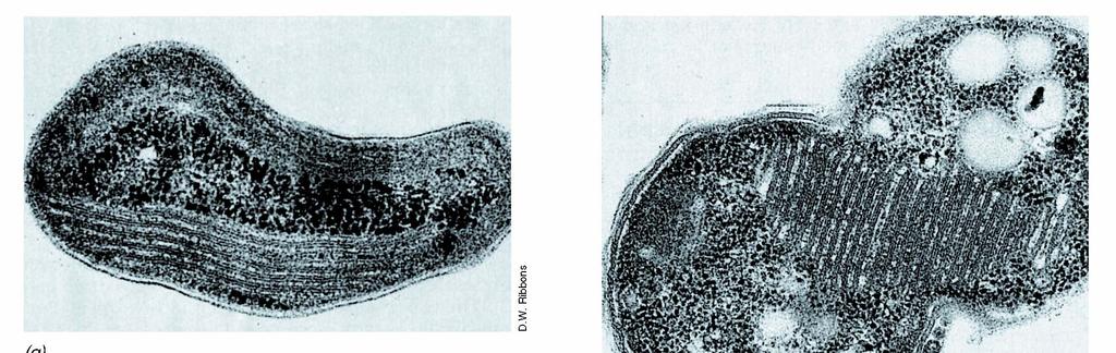 BIOΛOΓIA TΩN