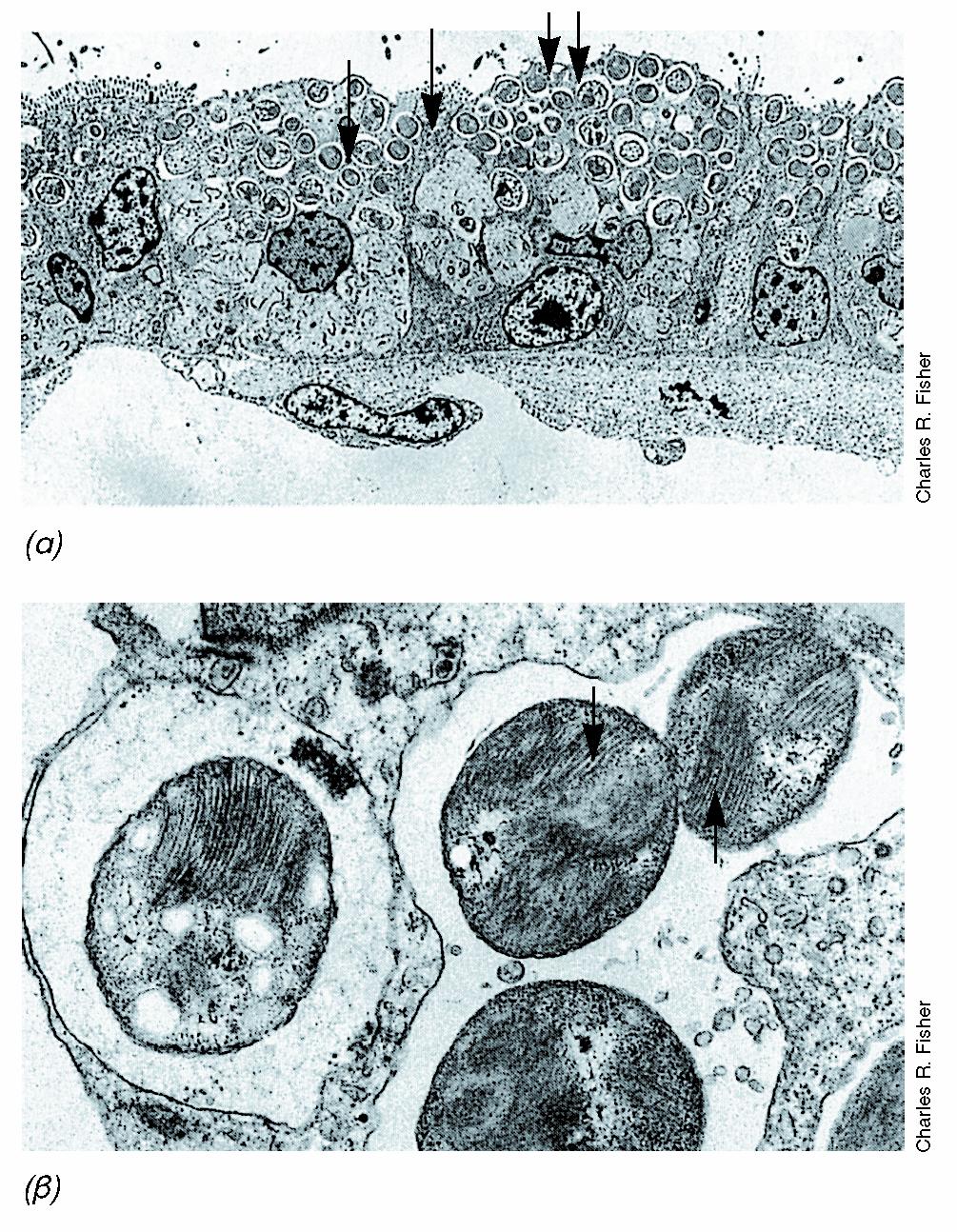 BIOΛOΓIA TΩN