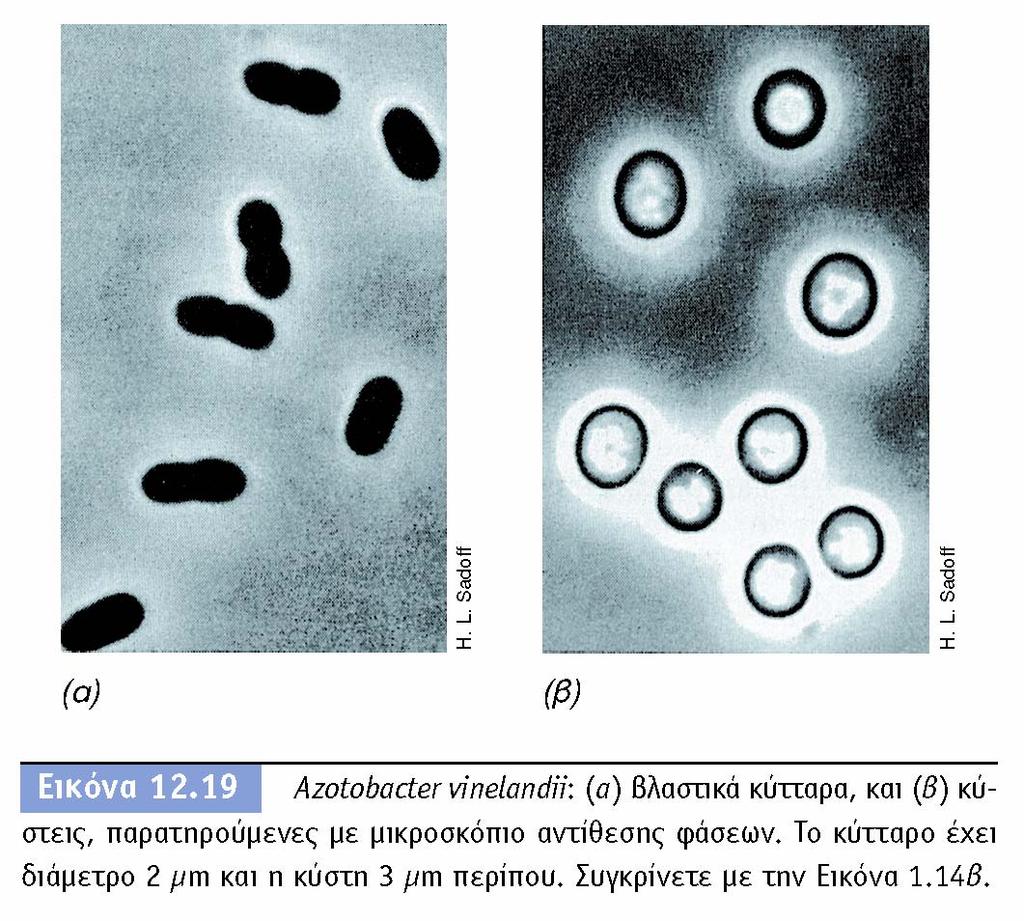 BIOΛOΓIA TΩN MIKPOOPΓANIΣMΩN