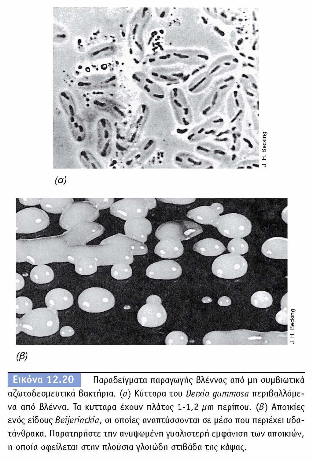 BIOΛOΓIA TΩN MIKPOOPΓANIΣMΩN