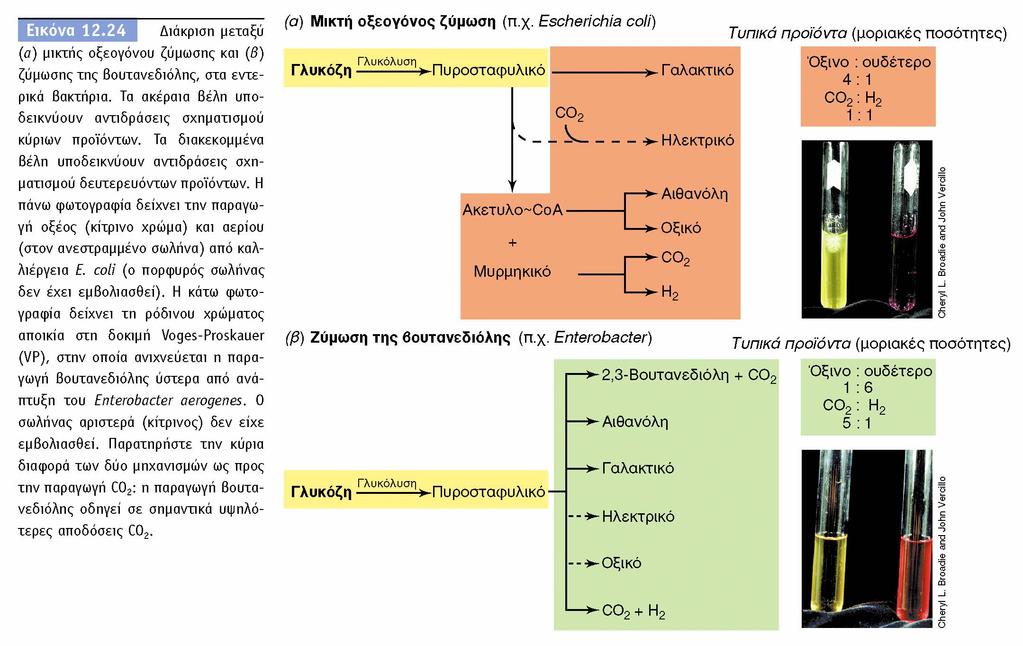 BIOΛOΓIA TΩN MIKPOOPΓANIΣMΩN