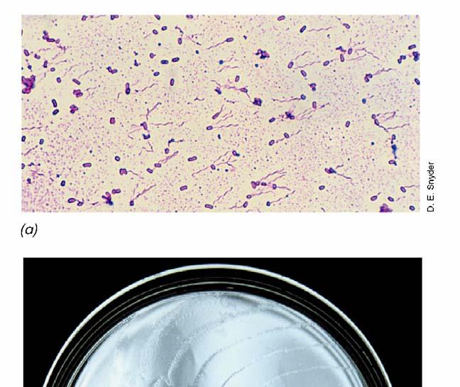 BIOΛOΓIA TΩN