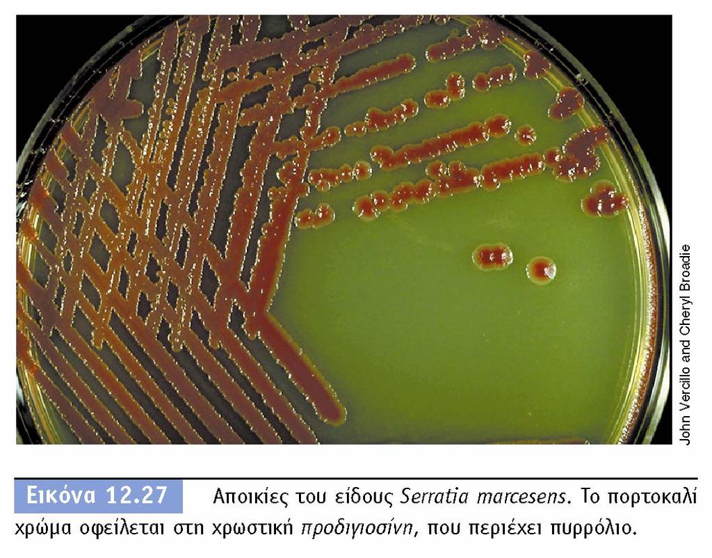 BIOΛOΓIA TΩN MIKPOOPΓANIΣMΩN