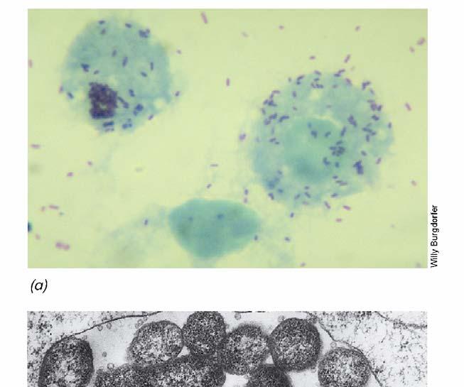 BIOΛOΓIA TΩN