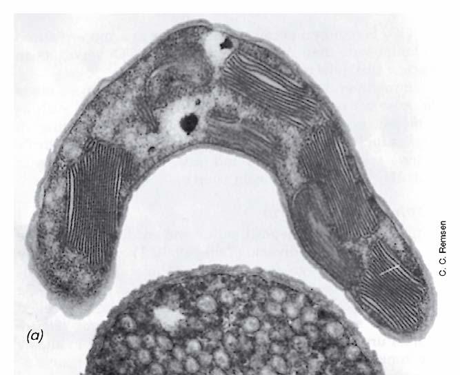 BIOΛOΓIA TΩN