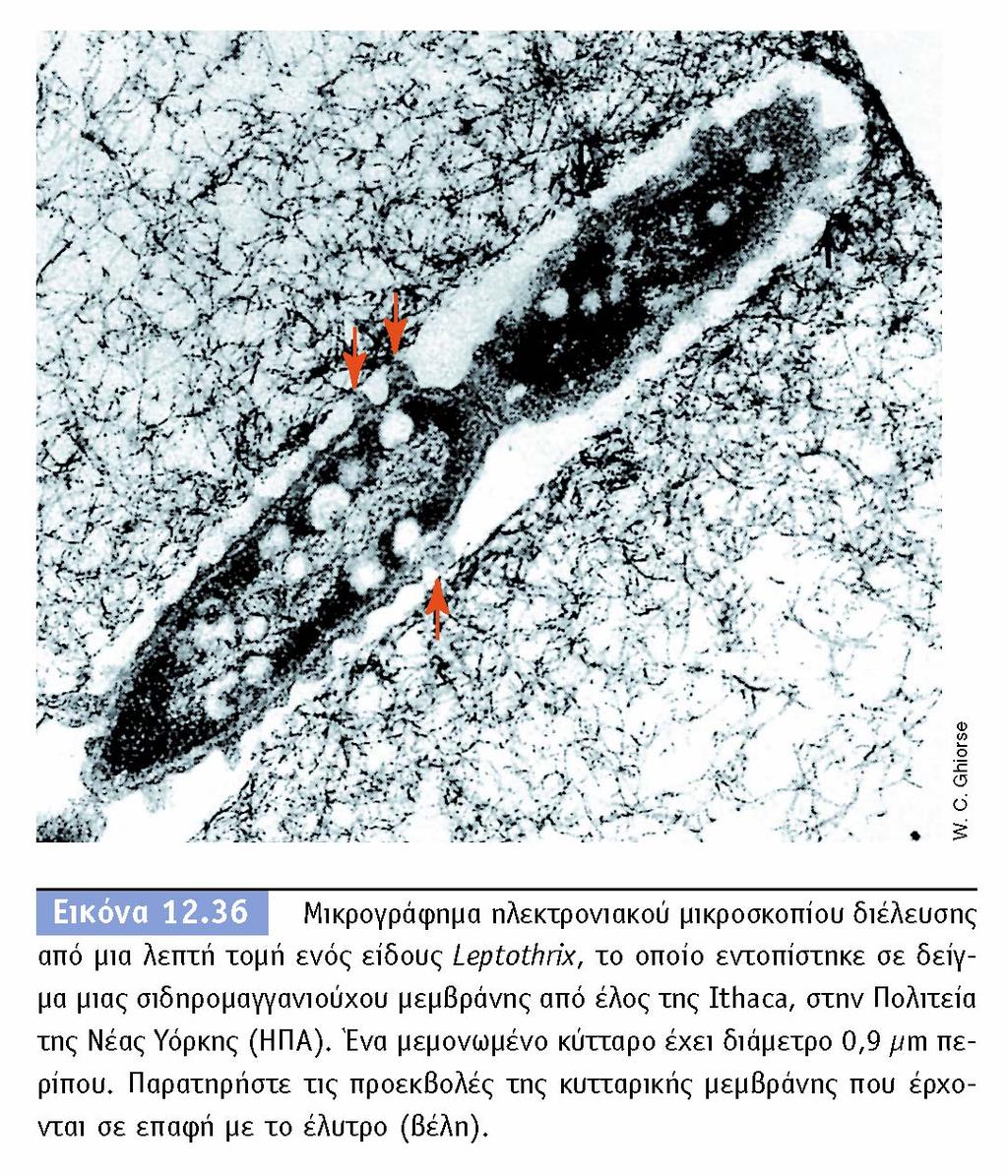 BIOΛOΓIA TΩN MIKPOOPΓANIΣMΩN