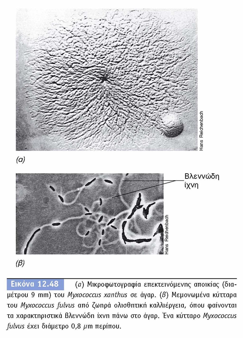 BIOΛOΓIA TΩN MIKPOOPΓANIΣMΩN