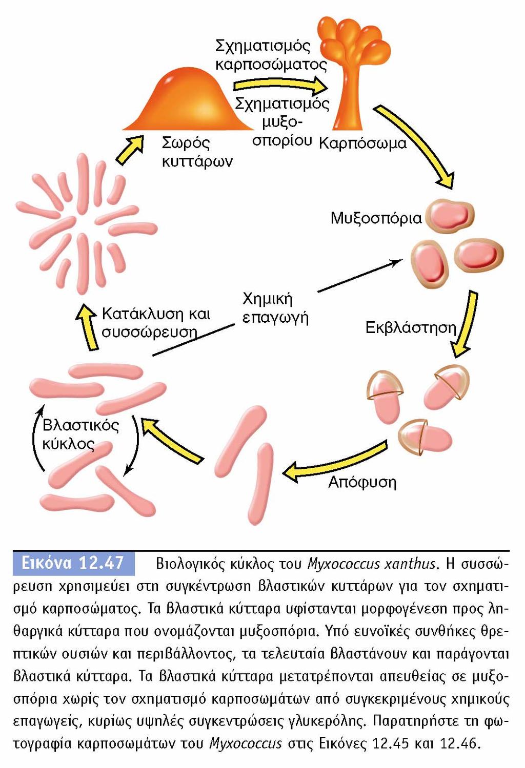 BIOΛOΓIA TΩN MIKPOOPΓANIΣMΩN