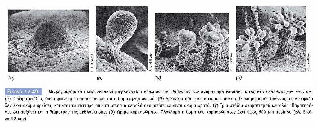 BIOΛOΓIA TΩN MIKPOOPΓANIΣMΩN