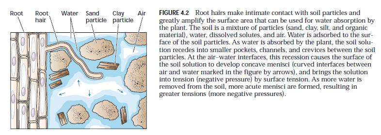 Gradijent u hidrostatičkom pritisku se uspostavlja između neposredne i šire okoline korena, usled apsorpcije vode.
