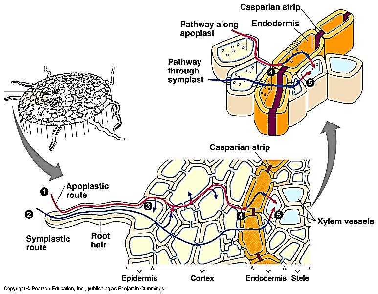 Put vode od korenske dlačice do ksilema Voda prolazi kroz ćelije parenhima kore simplastičnim i apoplastčnim putem do endoderma, gde