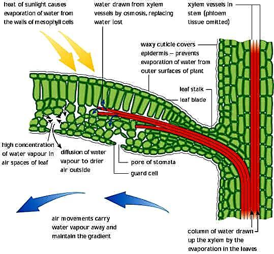 Daleko najveća količina vode se gubi preko listova. Transpiracija se zove kutikularna, ako se obavlja sa površine epidermalnih ćelija koje su prevučene kutikulom.